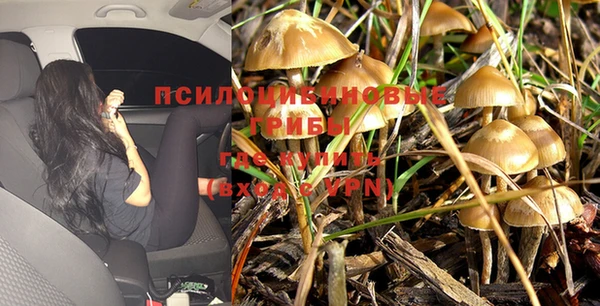 прущие грибы Киренск
