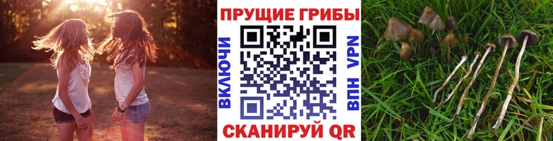 Псилоцибиновые грибы мицелий  Купить закладки  Дрезна 